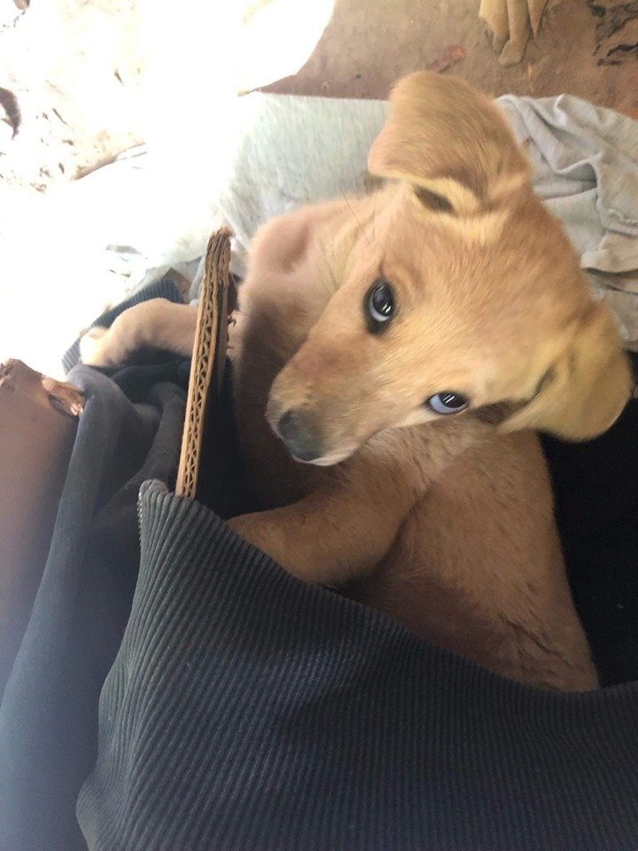 В Днепре пропало много животных: помогите найти 4