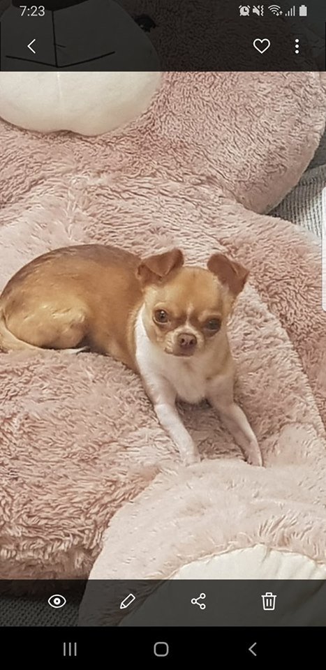 В Днепре пропало много животных: помогите найти 5