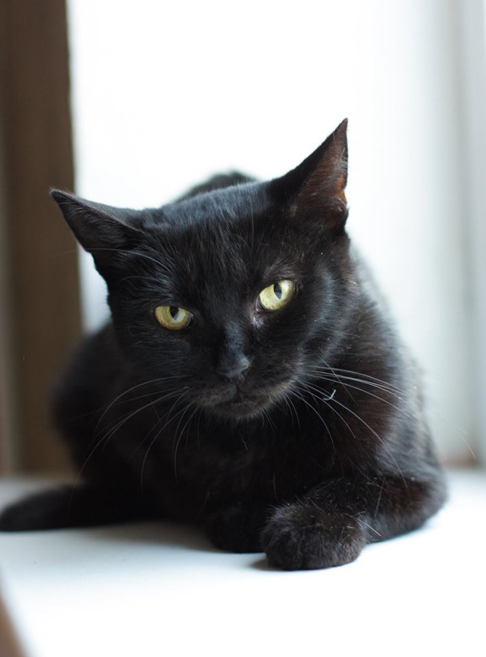 В Днепре пропало много животных: помогите найти 6