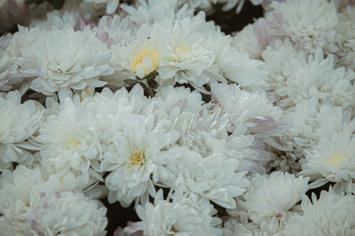 Хватают последнюю возможность дышать свежим воздухом