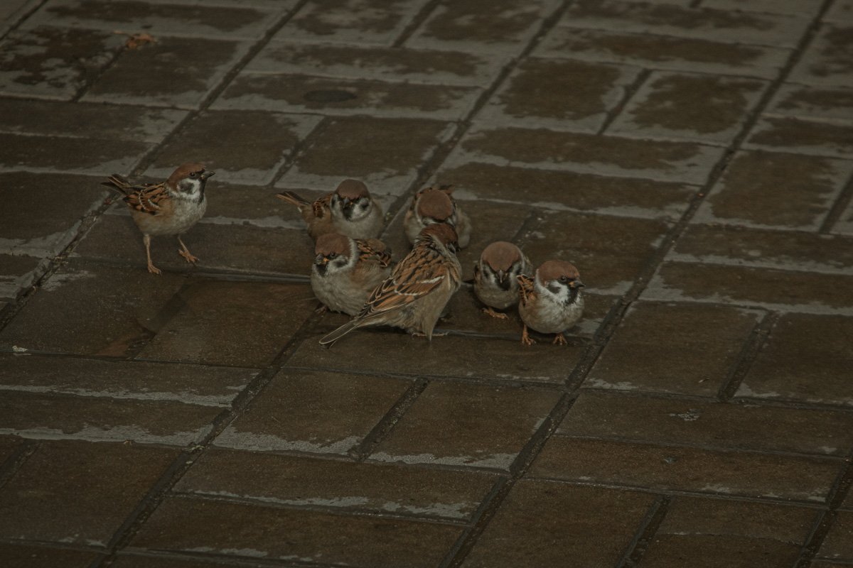 Маленькие шпионы следят за каждым твои шагом