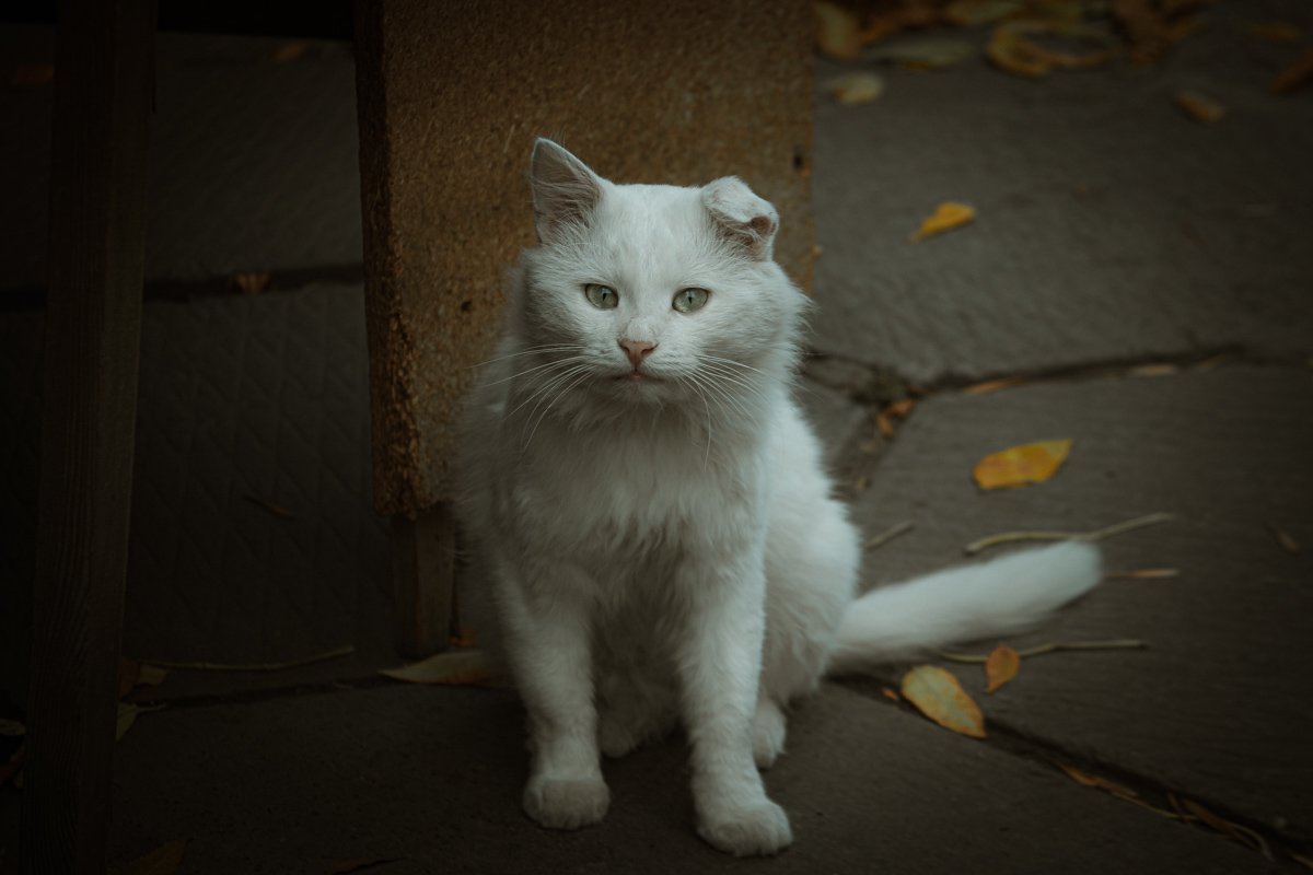 Волшебный кусь