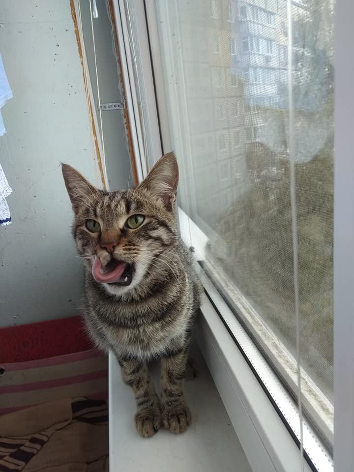 Котей-муркотей Котей-муркотей