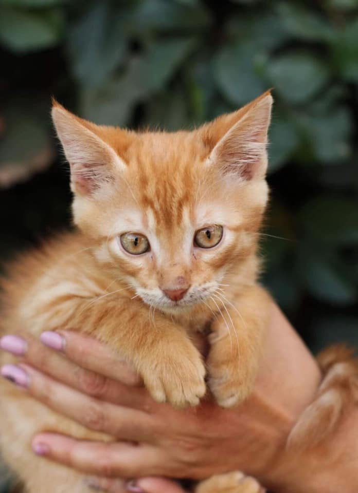 Тигрик Тигрик