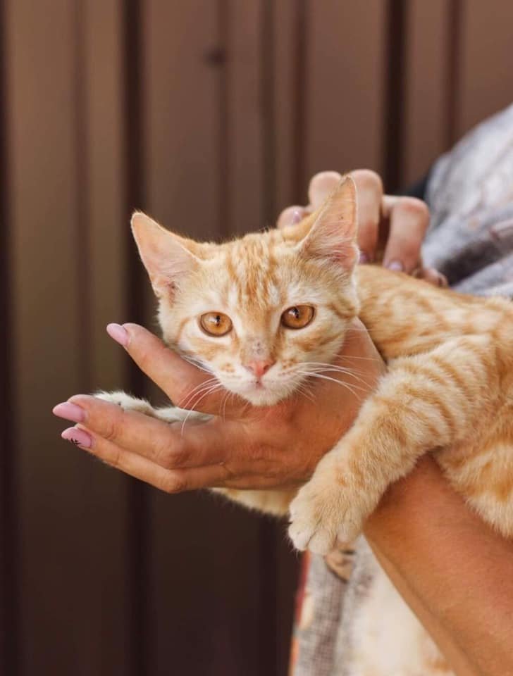 Тигрюля Тигрюля