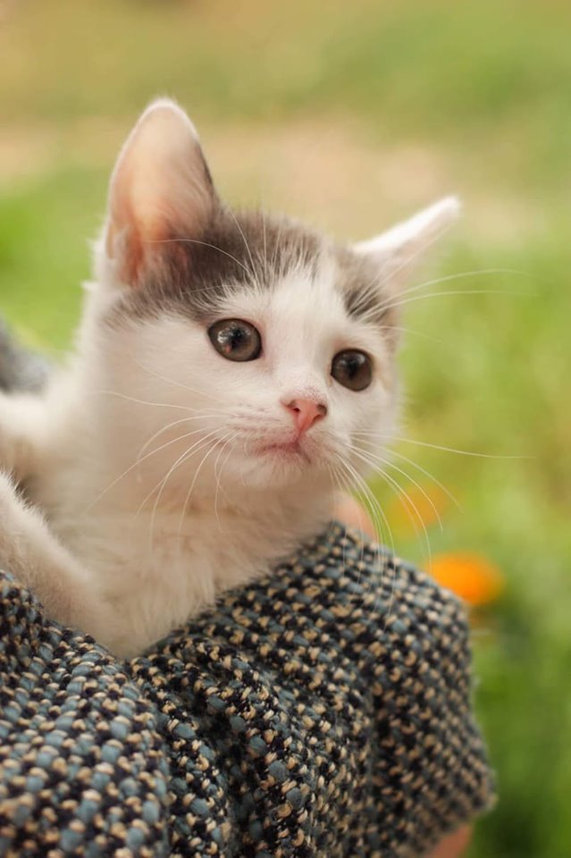 Котыш Котыш