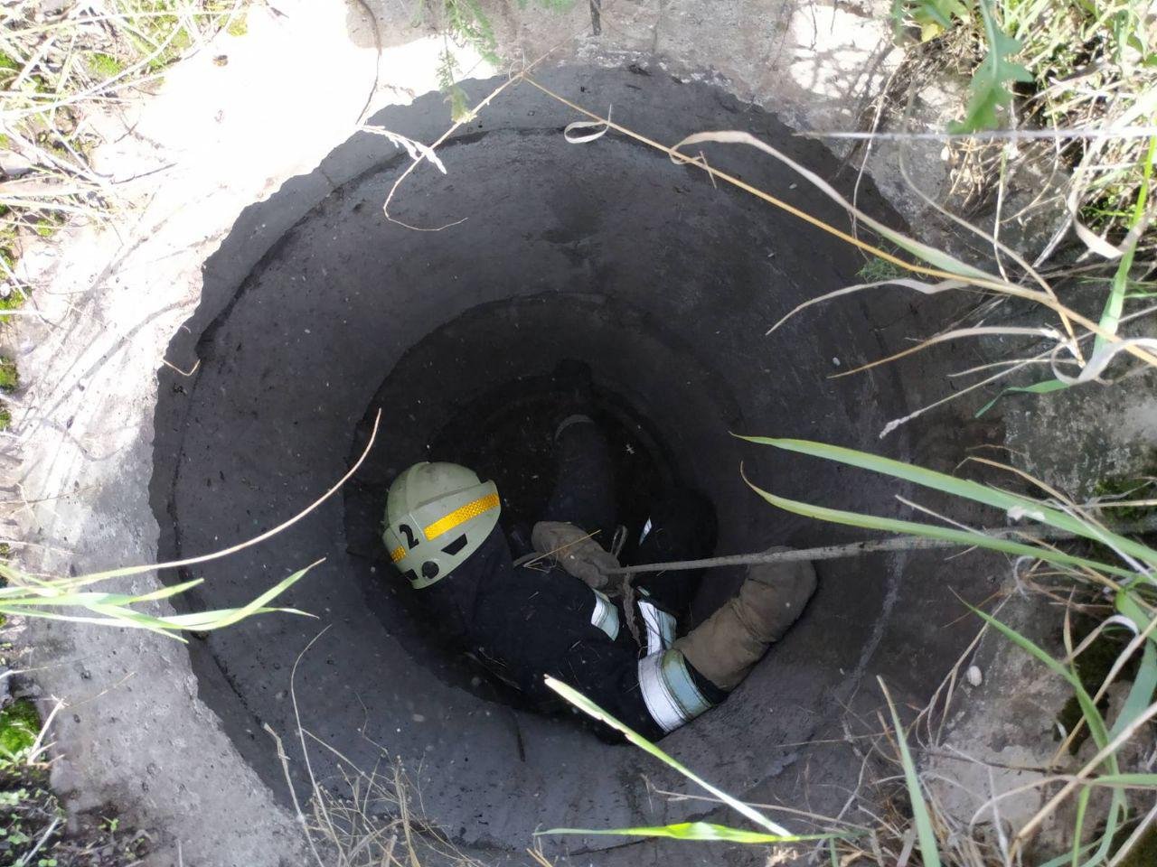 С собакой все в порядке