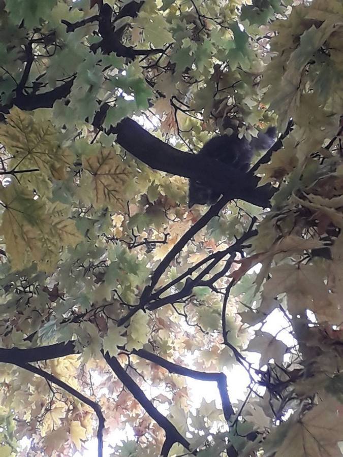 Кот залез на дерево, но самостоятельно слезть не смог Кот залез на дерево, но самостоятельно слезть не смог