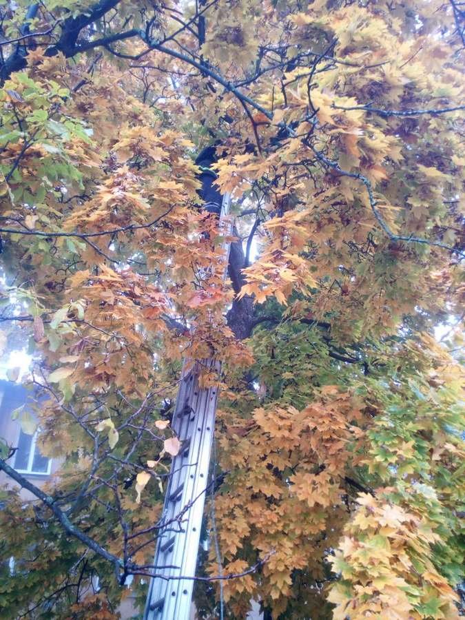 Спасатели использовали лестницу Спасатели использовали лестницу