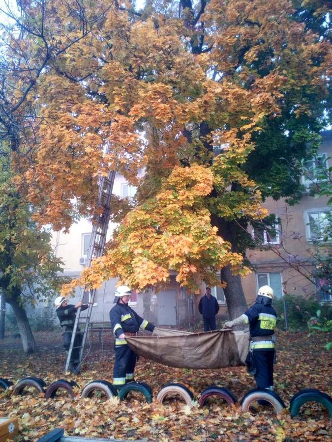 Четырехлапый спасен Четырехлапый спасен