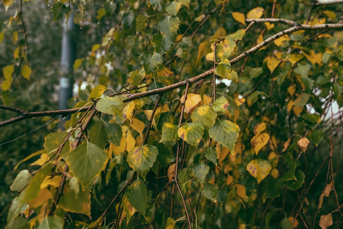 Осенний Днепр: как выглядит город под покрывалом октября 14