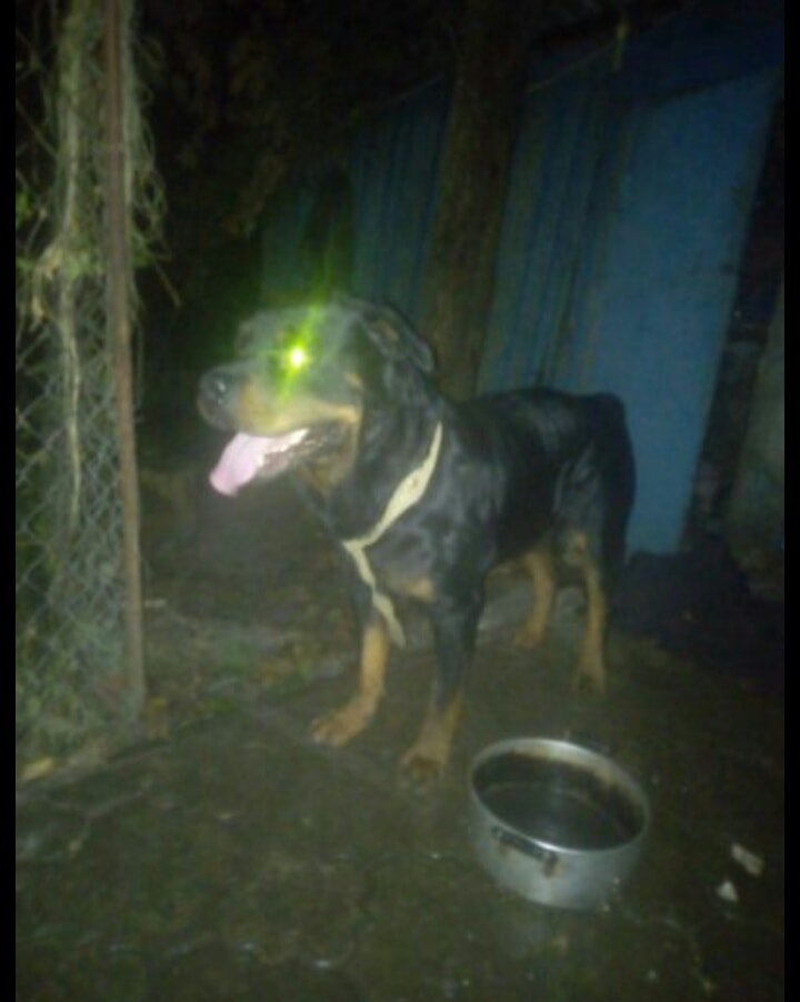 В Днепре пропало много животных: помогите найти 1