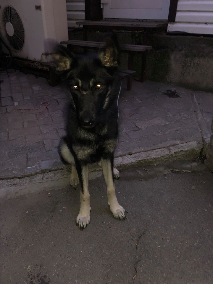 В Днепре пропало много животных: помогите найти 2