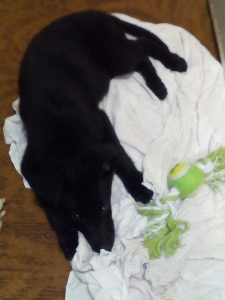 В Днепре пропало много животных: помогите найти 3