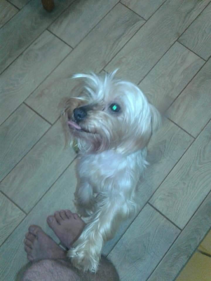 В Днепре пропало много животных: помогите найти 4