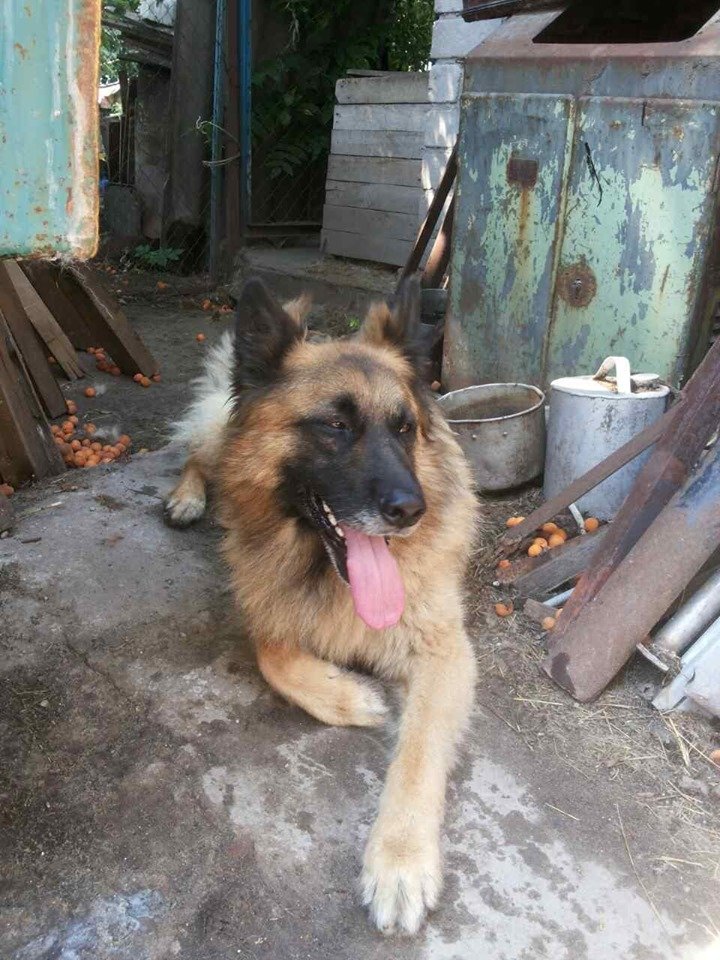 В Днепре пропало много животных: помогите найти 5