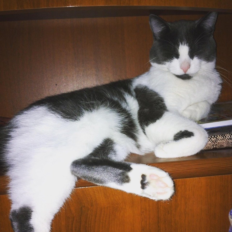 В Днепре пропало много животных: помогите найти 6