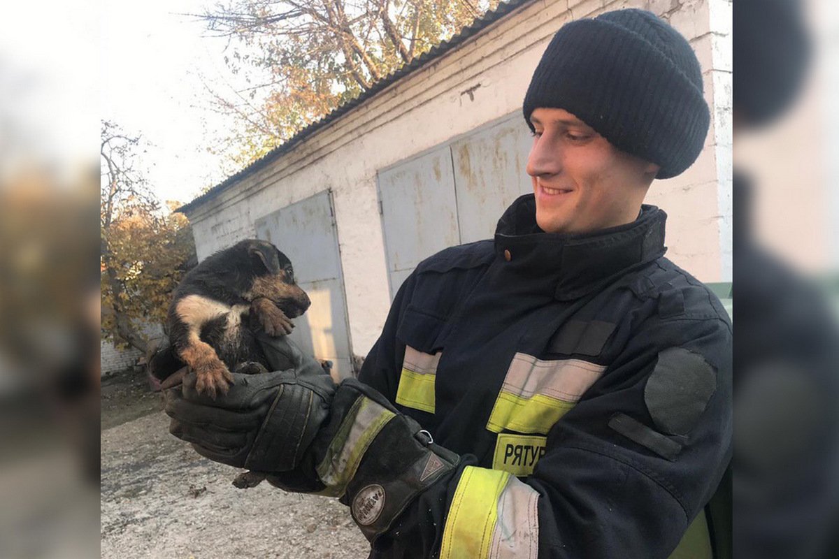 Щенята провалились в туалет Щенята провалились в туалет