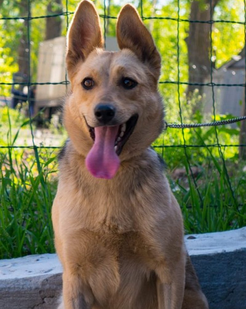 Собака-улыбака