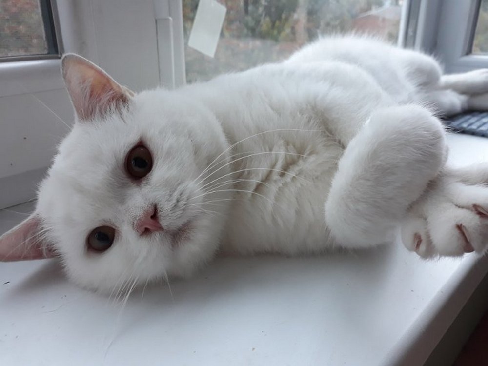 Мягкое облачко, наполненное нежностью