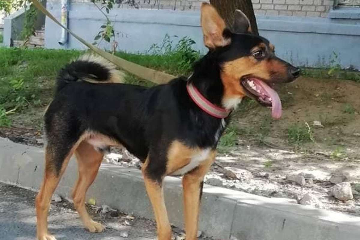 Готов стать вашим лучшим другом