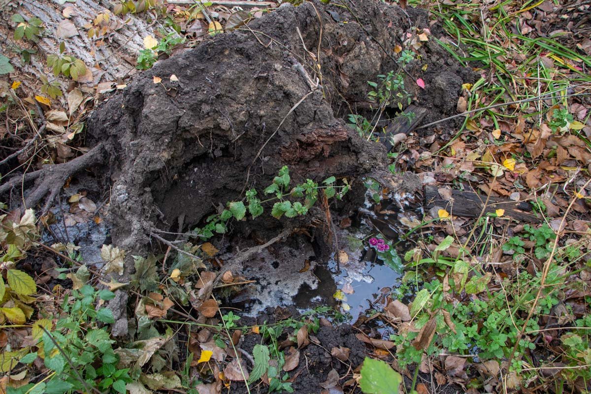 Судя по всему, корневая система изрядно "потрепала" трубы, поскольку другого объяснения наличию там воды - нет