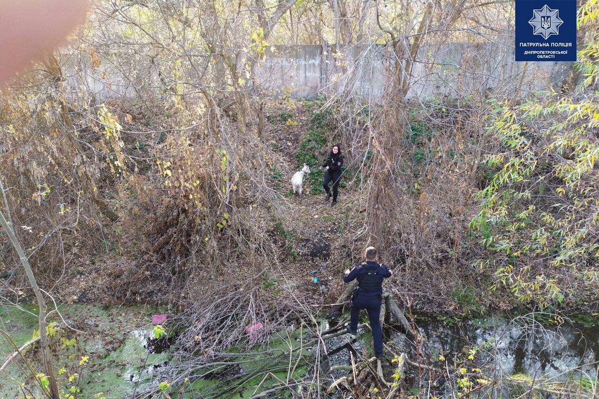 Перейти через ручей и забраться на склон у козочки получилось, а вот обратно - нет Перейти через ручей и забраться на склон у козочки получилось, а вот обратно - нет