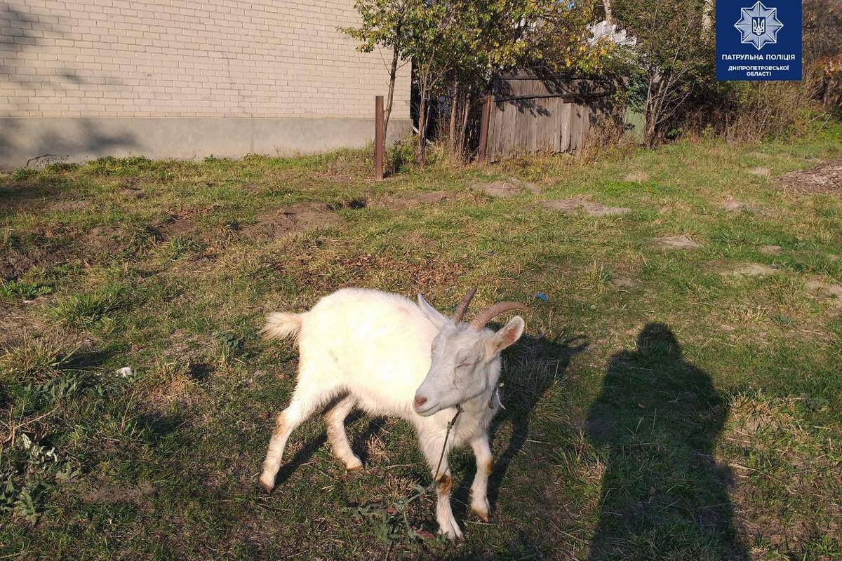 Заставила своего хозяина понервничать Заставила своего хозяина понервничать