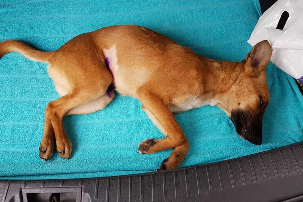 Искренне не понимаем, что в головах у людей, которые засунули собаку в мешок и выбросили в мусорный бак Искренне не понимаем, что в головах у людей, которые засунули собаку в мешок и выбросили в мусорный бак