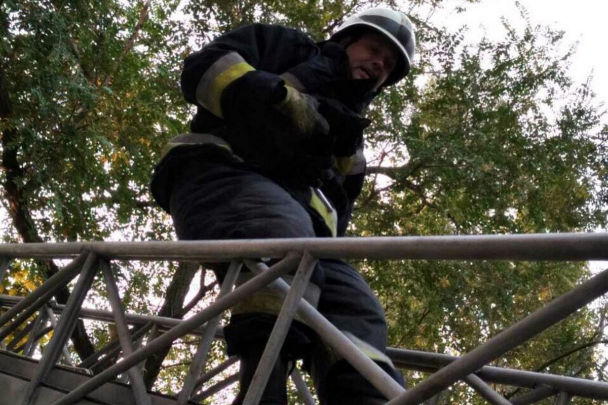 Кота снимали с 12-метровой высоты Кота снимали с 12-метровой высоты