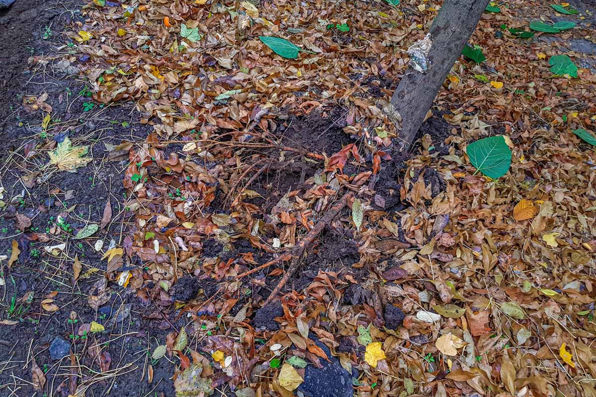 При схождении он зацепил дерево При схождении он зацепил дерево