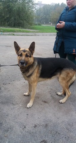 В Днепре пропало много животных: помогите найти 3