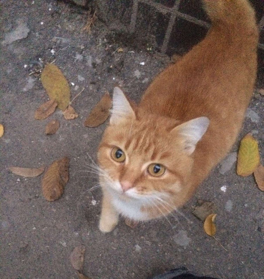 В Днепре пропало много животных: помогите найти 4