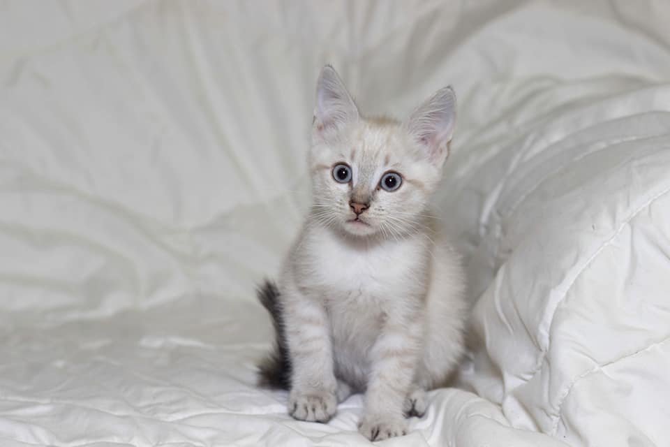 Подарите тепло и любовь: какие животные ищут дом в Днепре 1