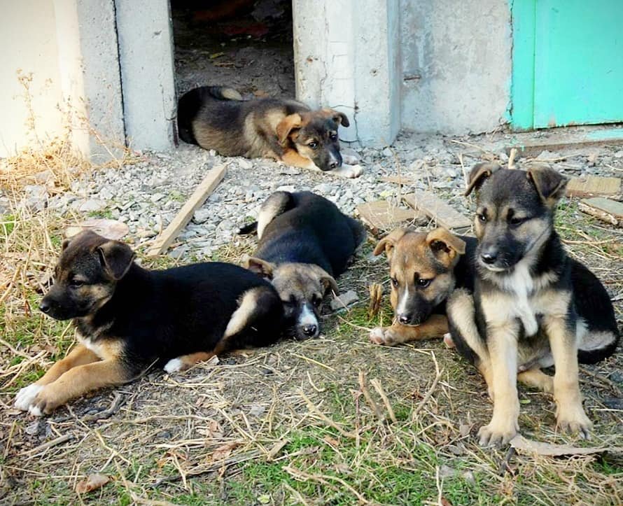 Подарите тепло и любовь: какие животные ищут дом в Днепре 2