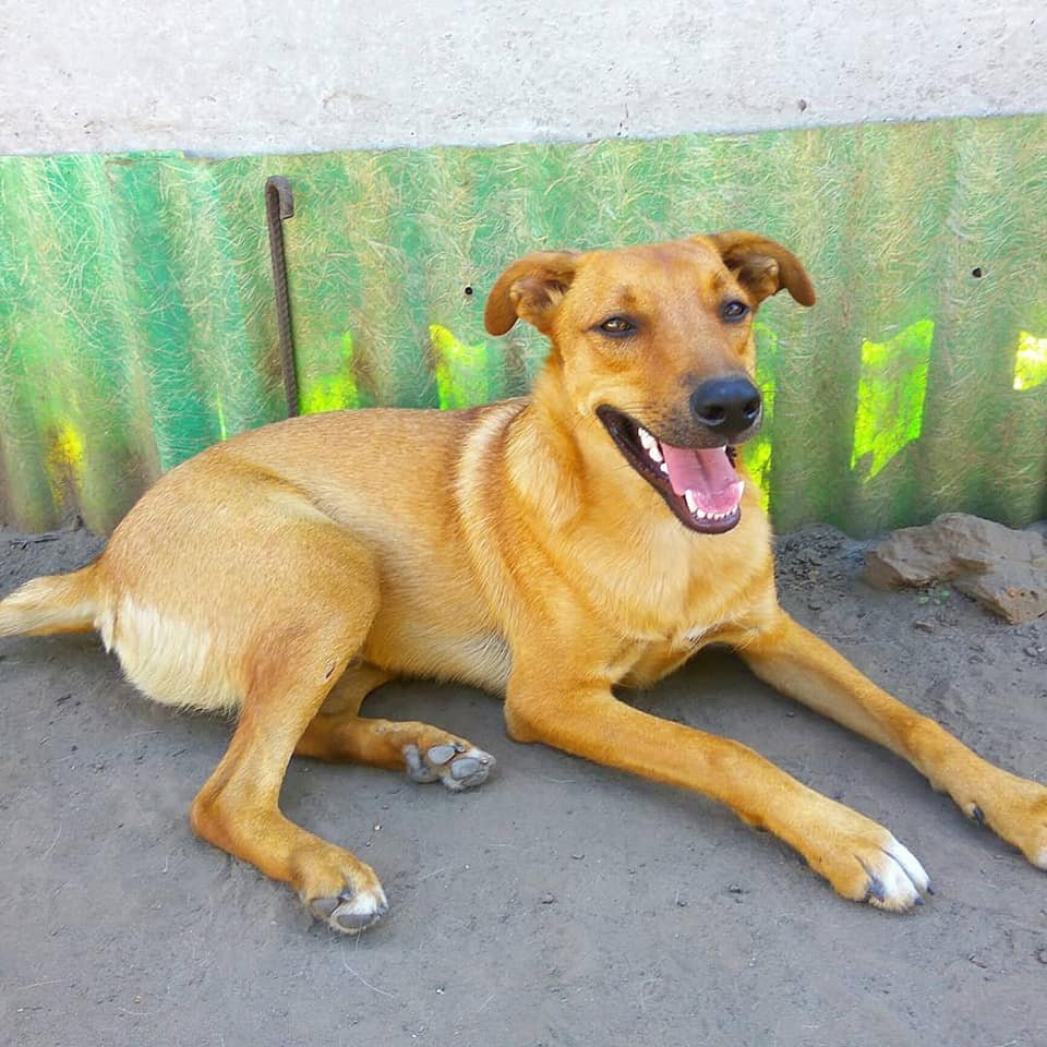 Подарите тепло и любовь: какие животные ищут дом в Днепре 3