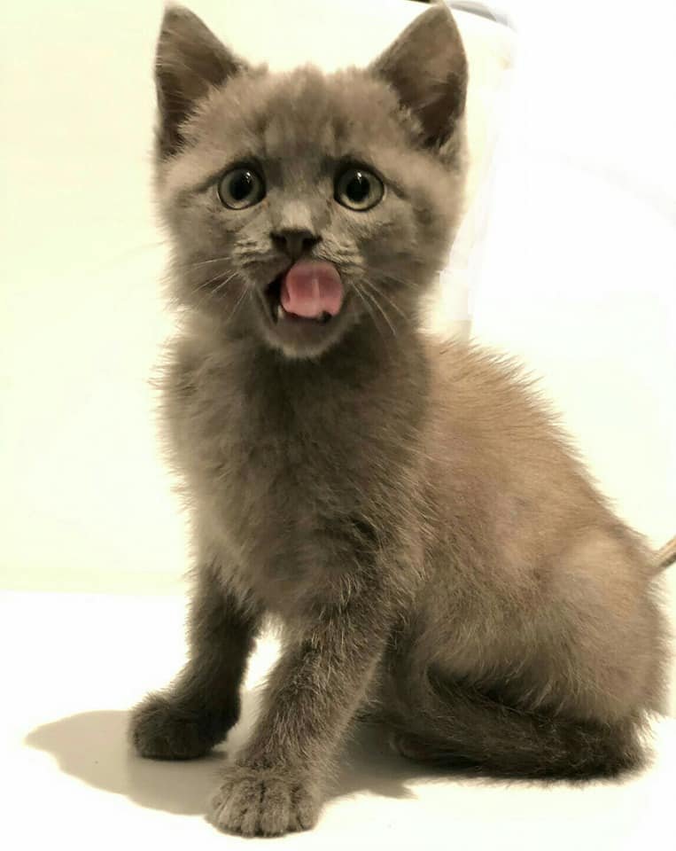 Подарите тепло и любовь: какие животные ищут дом в Днепре 4