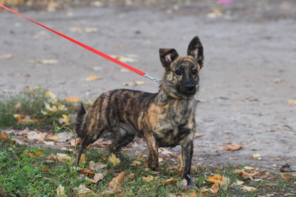 Подарите тепло и любовь: какие животные ищут дом в Днепре 5