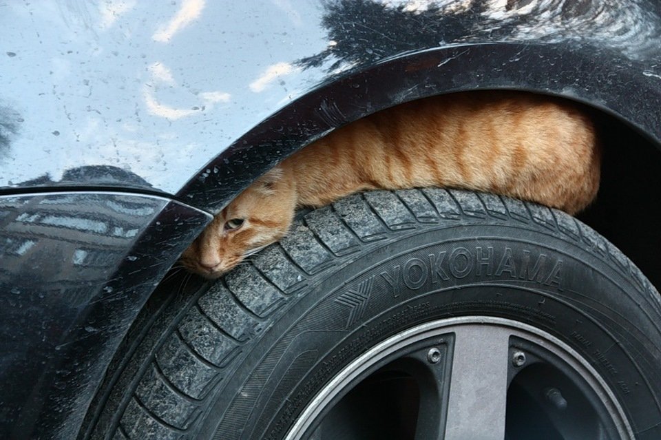 Коты умеют прятаться