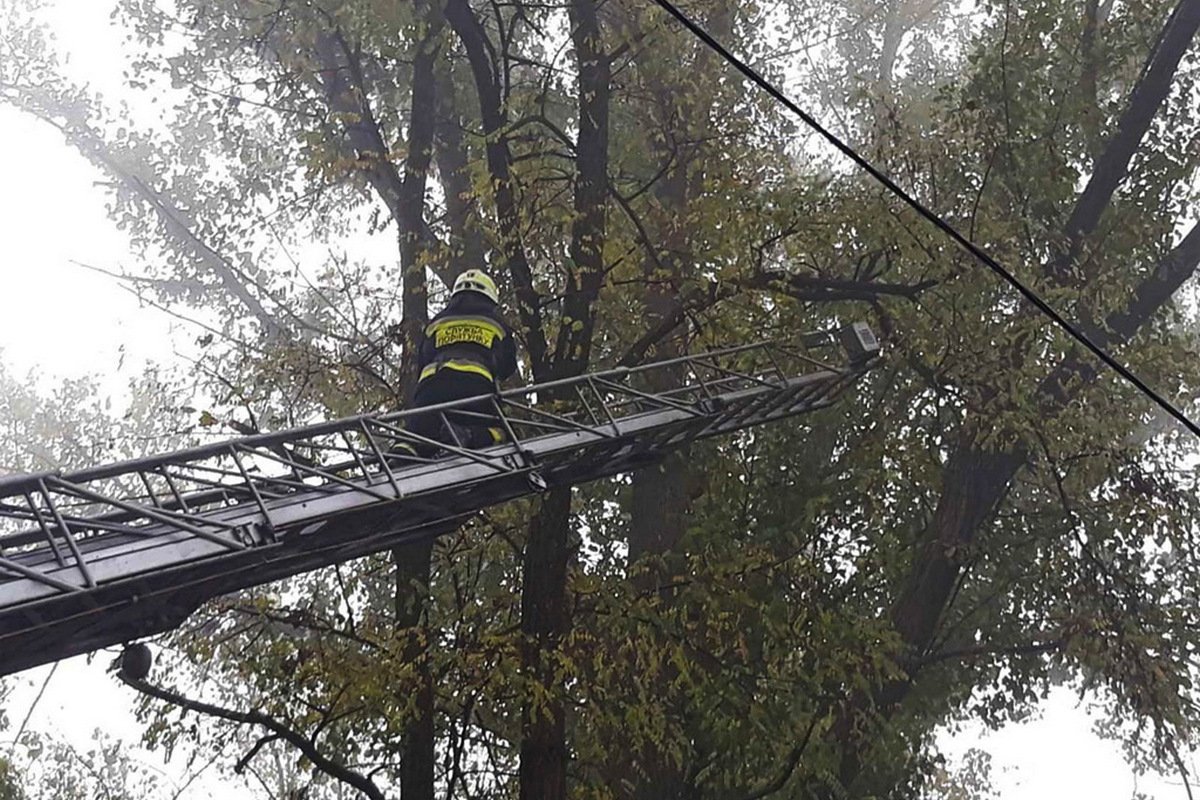 Забраться на дерево котик смог, а вот слезть - не хватило смелости Забраться на дерево котик смог, а вот слезть - не хватило смелости