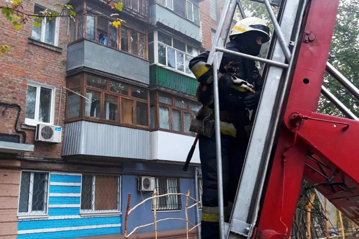 Кажется, у каждой кошки есть список обязательных дел на день, где "забраться на дерево и не слезть" - первоочередная задача Кажется, у каждой кошки есть список обязательных дел на день, где "забраться на дерево и не слезть" - первоочередная задача