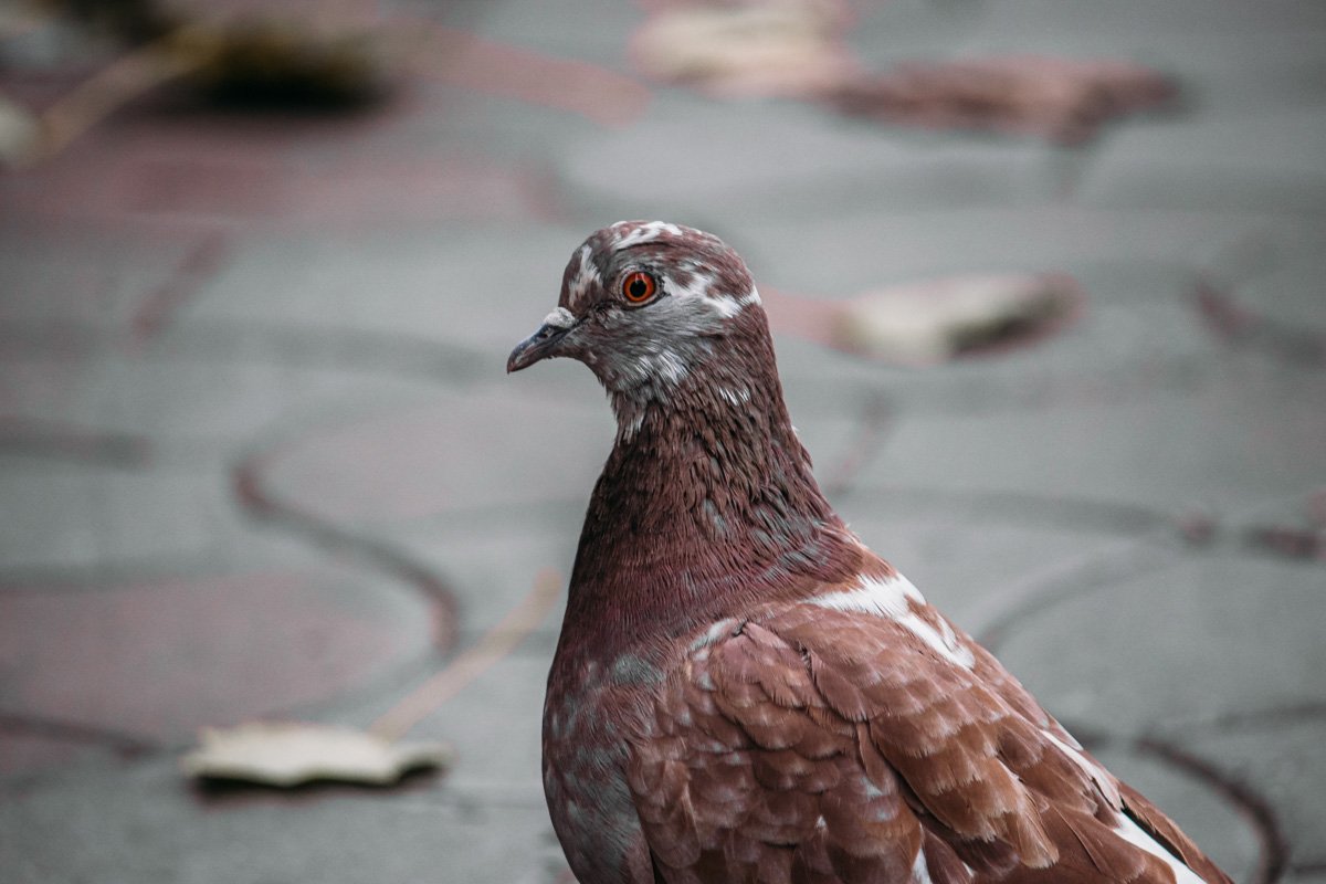 А вот и жители города А вот и жители города