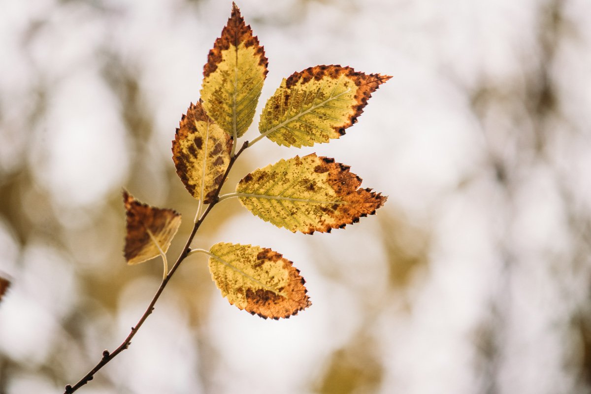 Привет, октябрь  Привет, октябрь