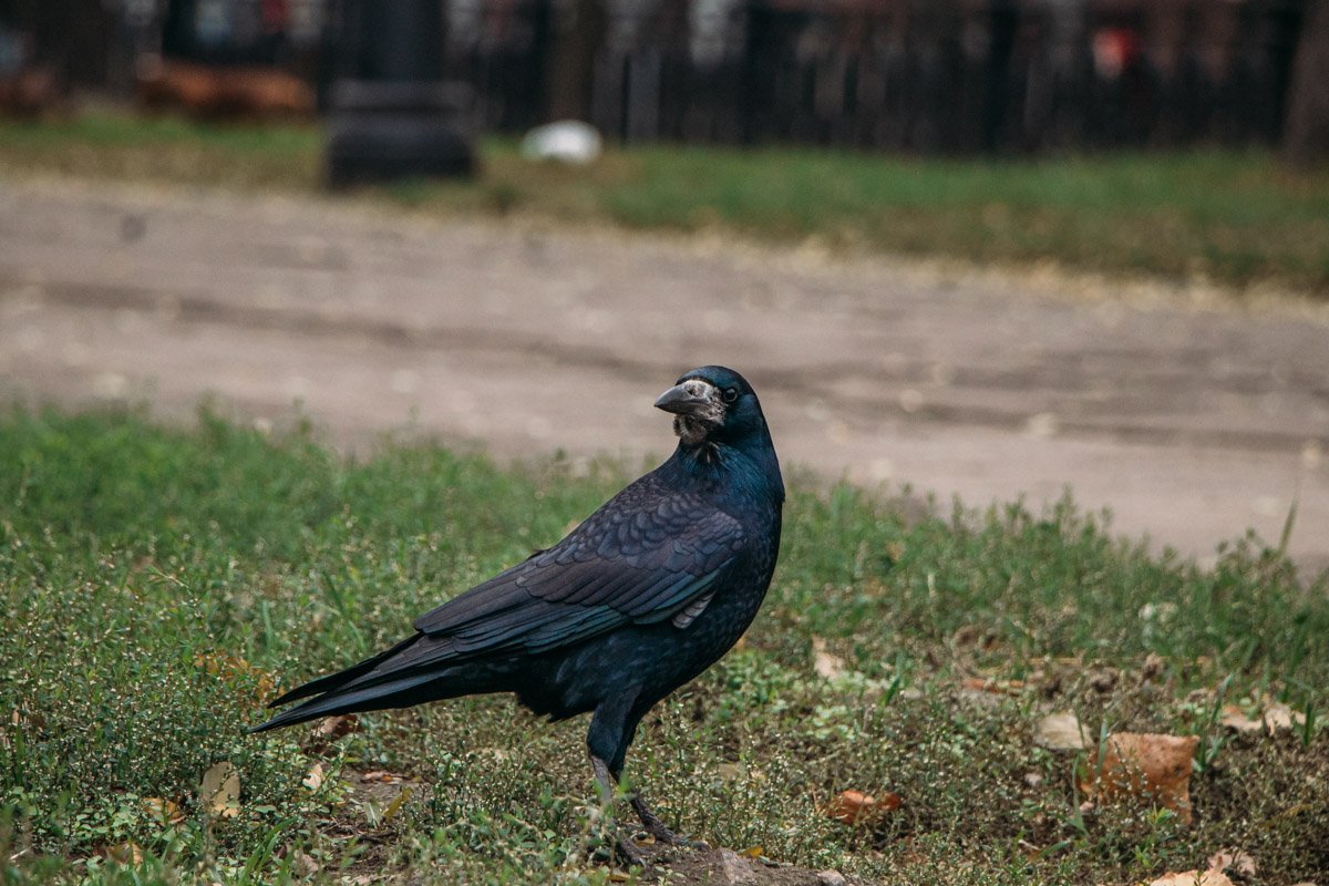 Этот ворон не молвит "никогда", он желает хорошего дня Этот ворон не молвит "никогда", он желает хорошего дня