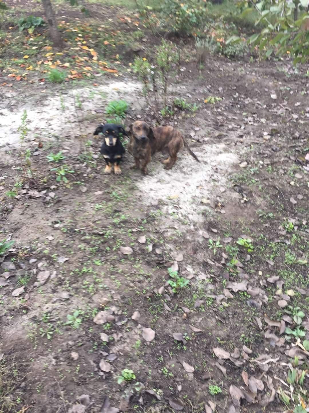 В Днепре пропало много животных: помогите найти 1