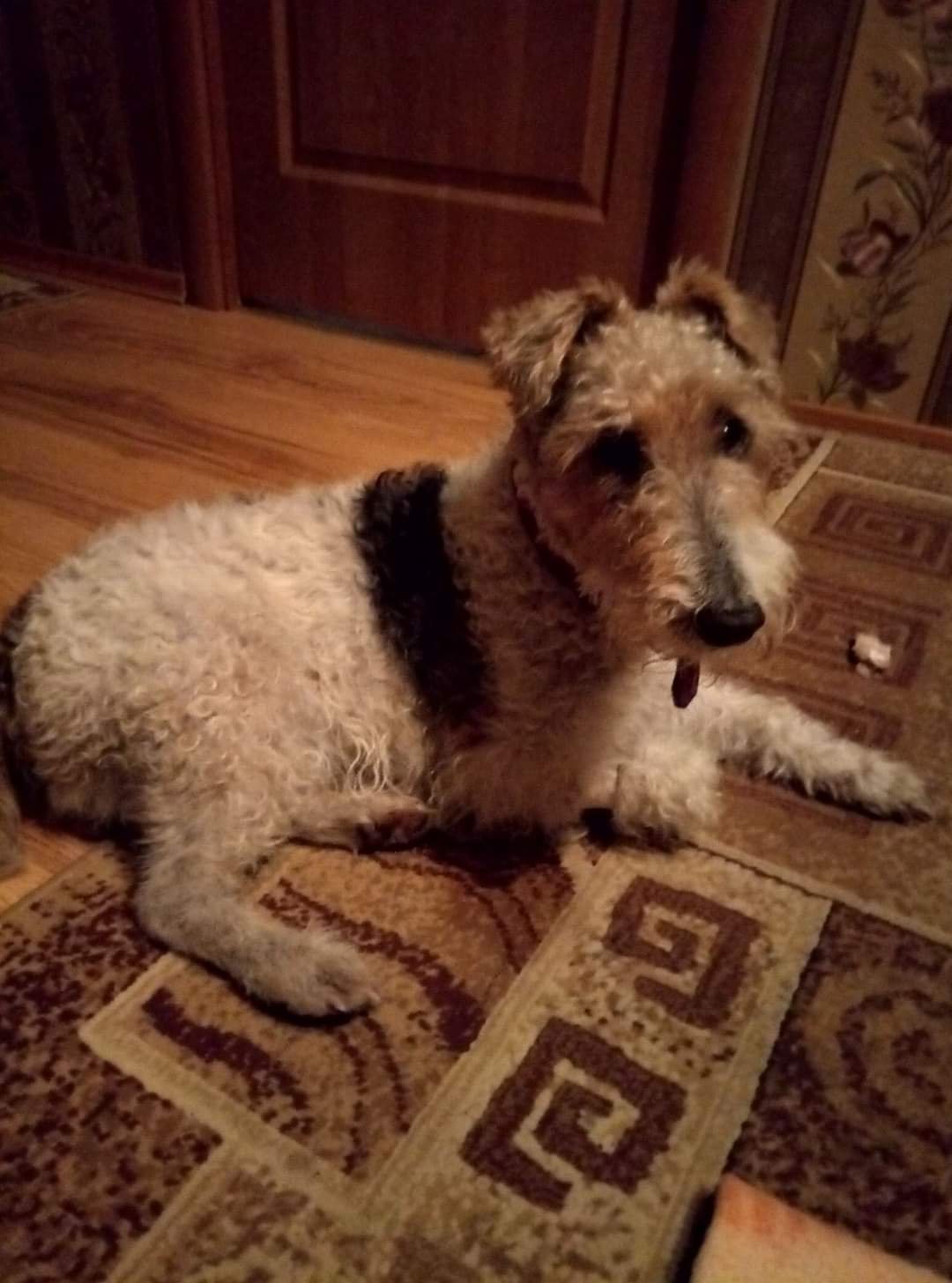 В Днепре пропало много животных: помогите найти 2