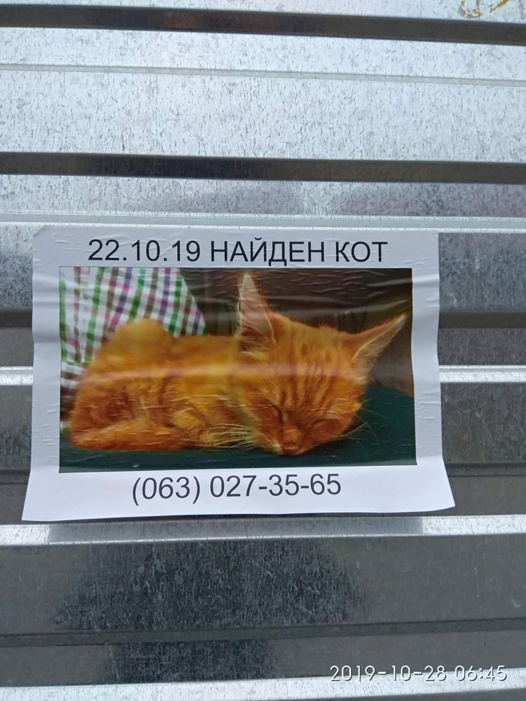 В Днепре пропало много животных: помогите найти 3