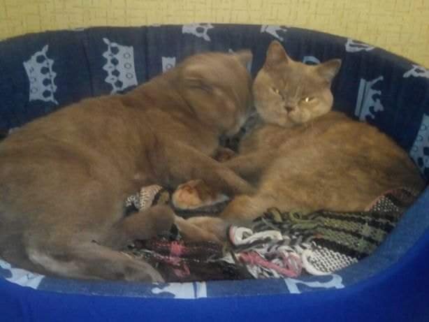 В Днепре пропало много животных: помогите найти 4