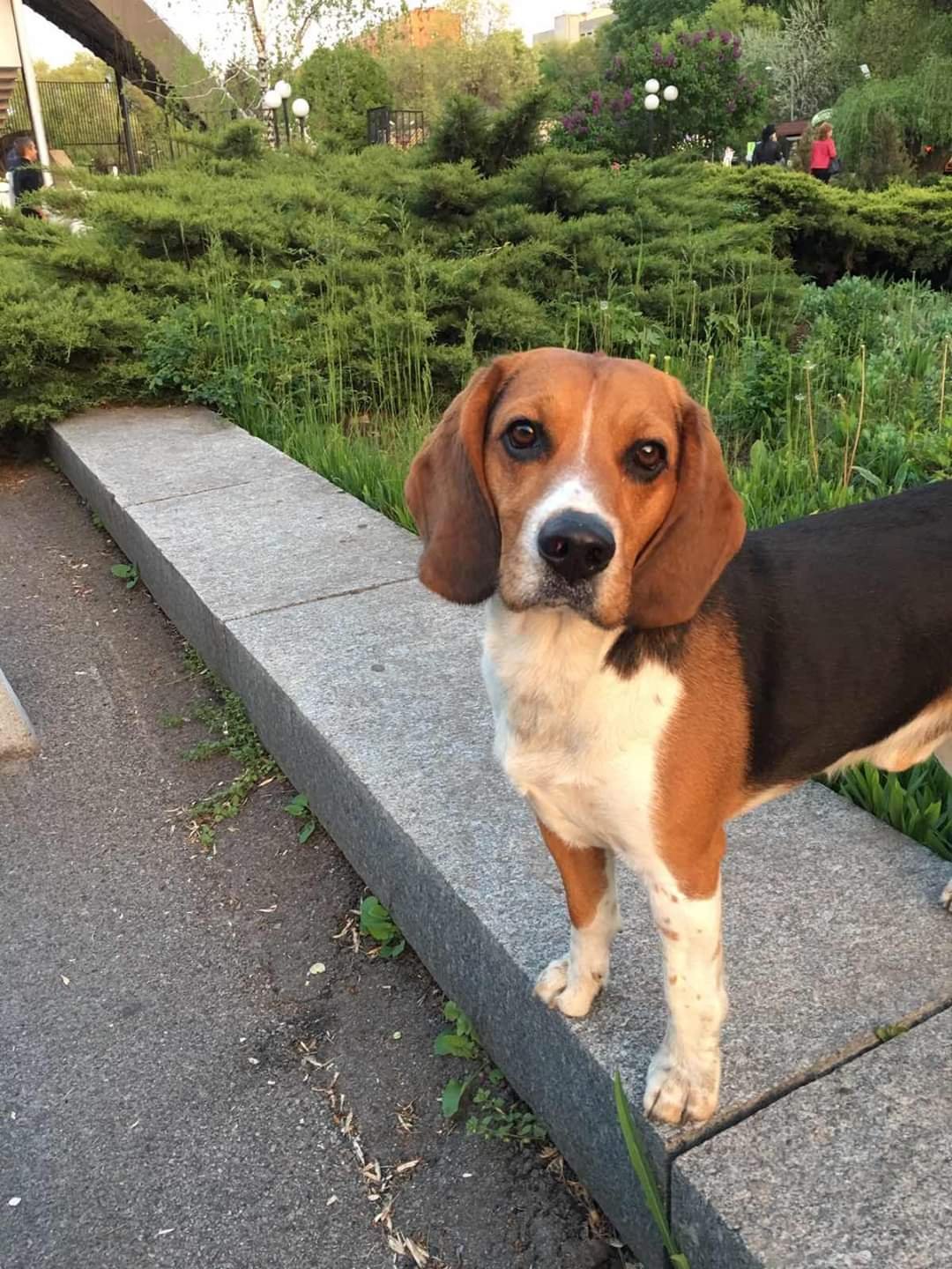 В Днепре пропало много животных: помогите найти 5