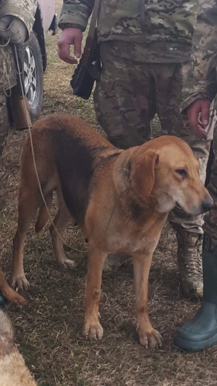 В Днепре пропало много животных: помогите найти 6